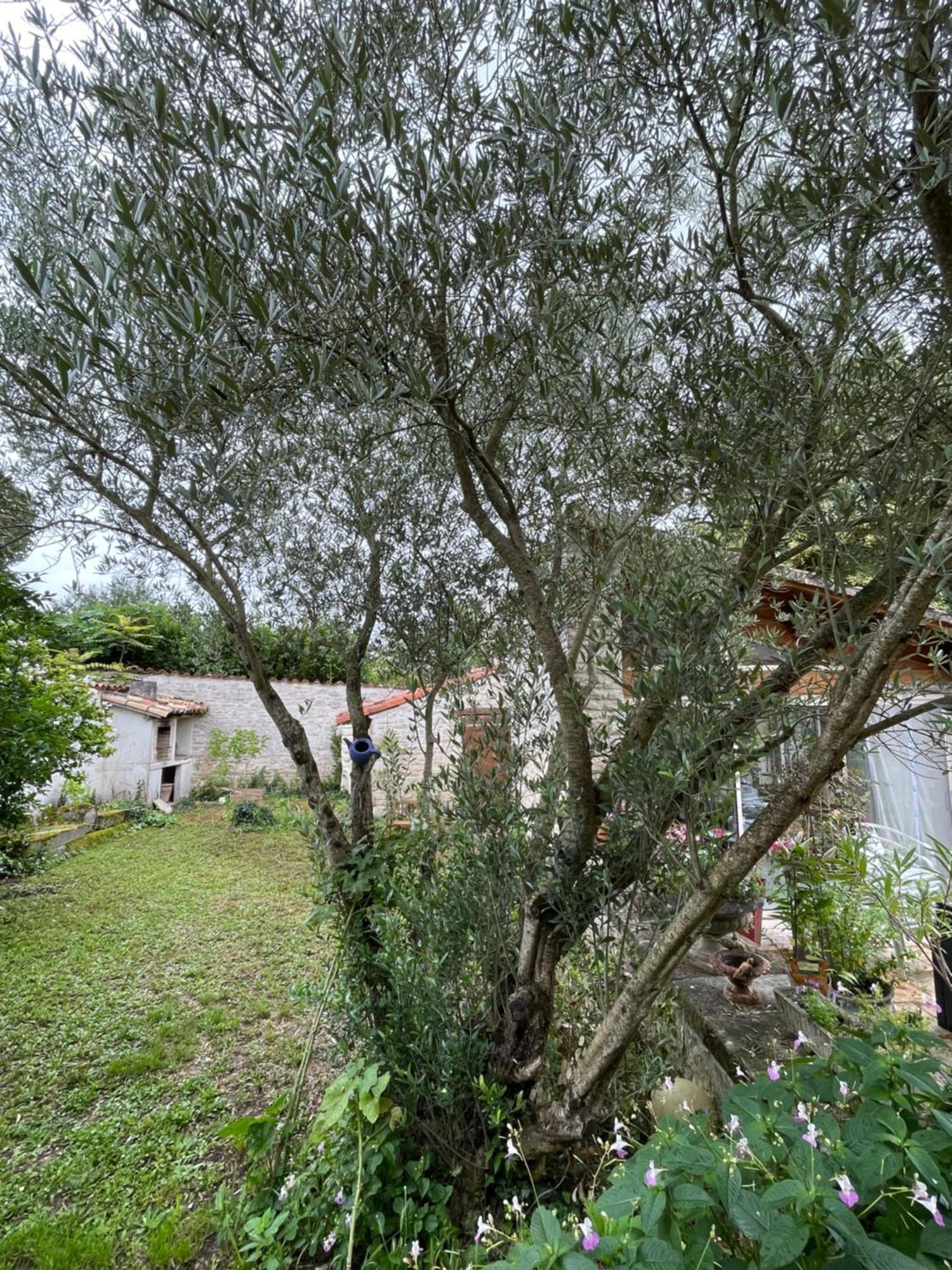 Sous L Olivier Apartment Tusson Exterior photo